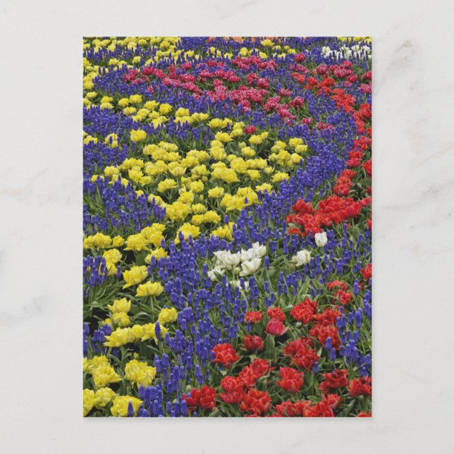 Mönster av tulpaner och druvhyacintblommor, 2 vykort (Framsida)