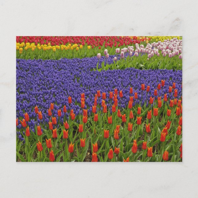Mönster av tulpaner och druvhyacintblommor, 2 vykort (Framsida)