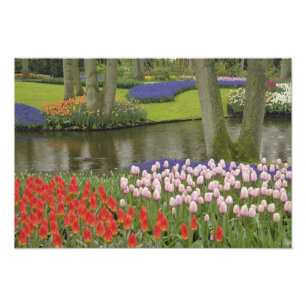 Mönster av tulpaner och druvhyacintblommor, fototryck