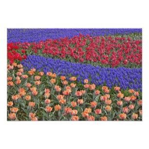 Mönster av tulpaner och druvhyacintblommor, fototryck