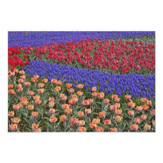 Mönster av tulpaner och druvhyacintblommor, fototryck (Framsidan)