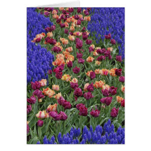 Mönster av tulpaner och druvhyacintblommor, hälsningskort