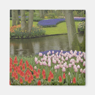 Mönster av tulpaner och druvhyacintblommor, magnet