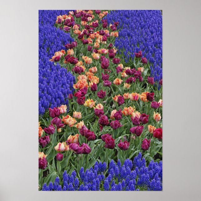 Mönster av tulpaner och druvhyacintblommor, poster (Framsidan)