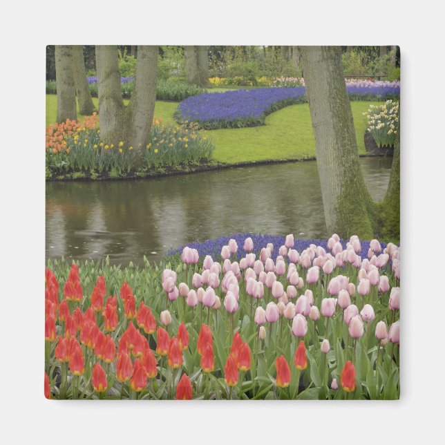 Mönster av tulpaner och vinhyacinblommor, magnet (Framsidan)