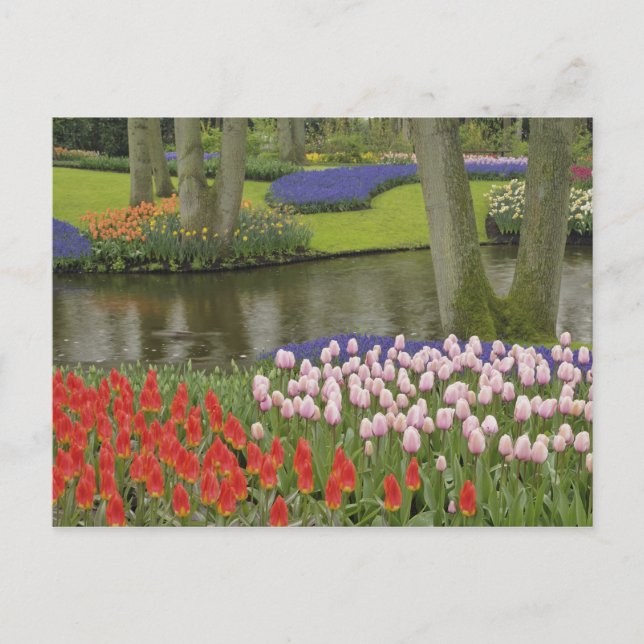 Mönster av tulpaner och vinhyacitinblommor, vykort (Framsida)