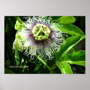 Monster Flower Print - Välj Ram Poster
