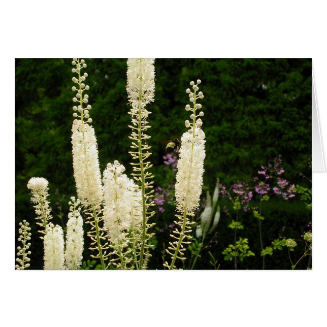 Mönster Hälsningskort (Framsidan Horizontal)