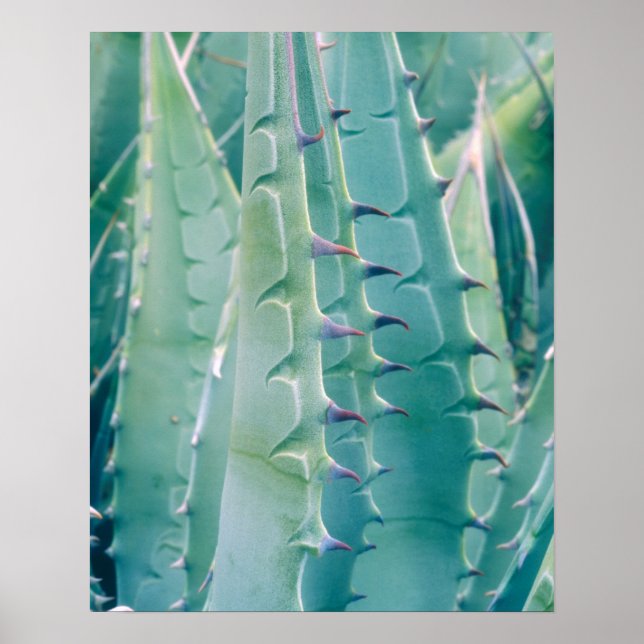 Mönster i en Agave-anläggning Poster (Framsidan)