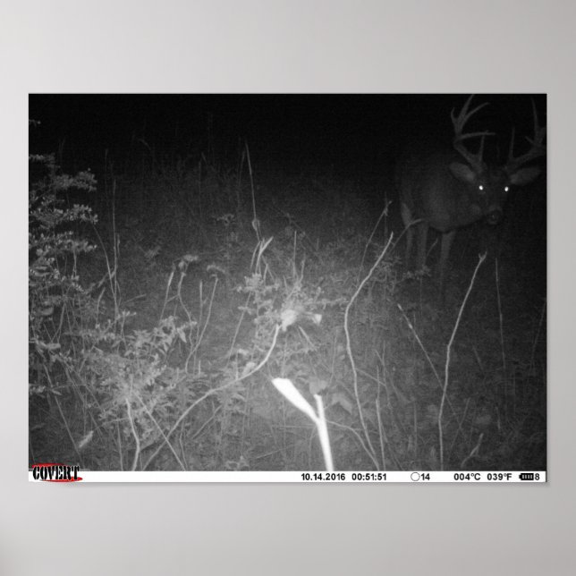 Monster Trail Camera Buck Poster (Framsidan)