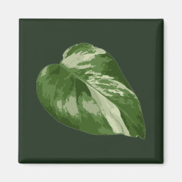 Monstera Albo-blad — Sällsynt variation Magnet