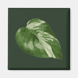 Monstera Albo-blad — Sällsynt variation  Magnet
