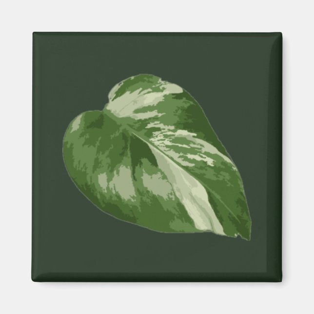 Monstera Albo-blad — Sällsynt variation  Magnet (Framsidan)