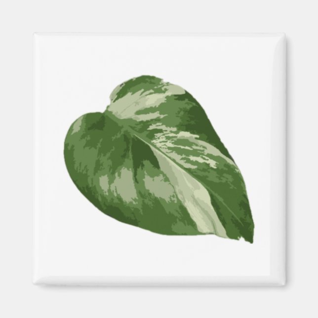 Monstera Albo bladmagnet — Sällsynt variation  Magnet (Framsidan)