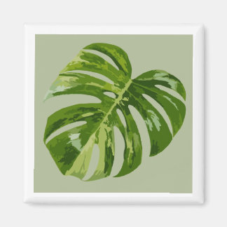 Monstera Albo Hero Leaf Magnet — Rare Variegation
