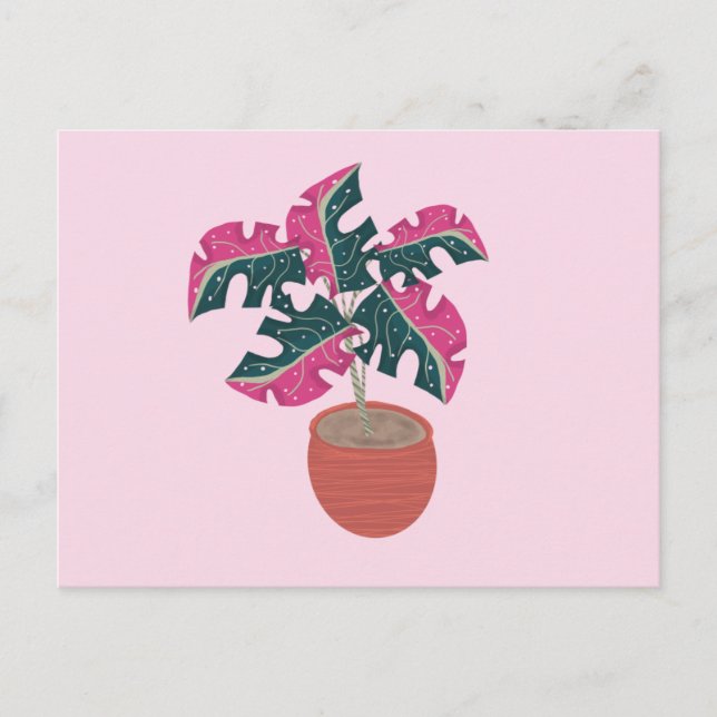 Monstera brokig rosa och grön krukväxt vykort (Framsida)