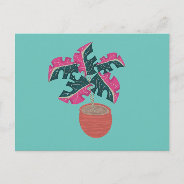 Monstera brokig rosa och grön krukväxt vykort (Framsida)