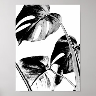 Monstera handflatan löv, tropiska svarta och vita poster