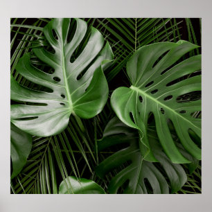 Monstera löv, lyxtropiskt utseende. poster