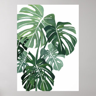 Monstera lövs Closeup Poster