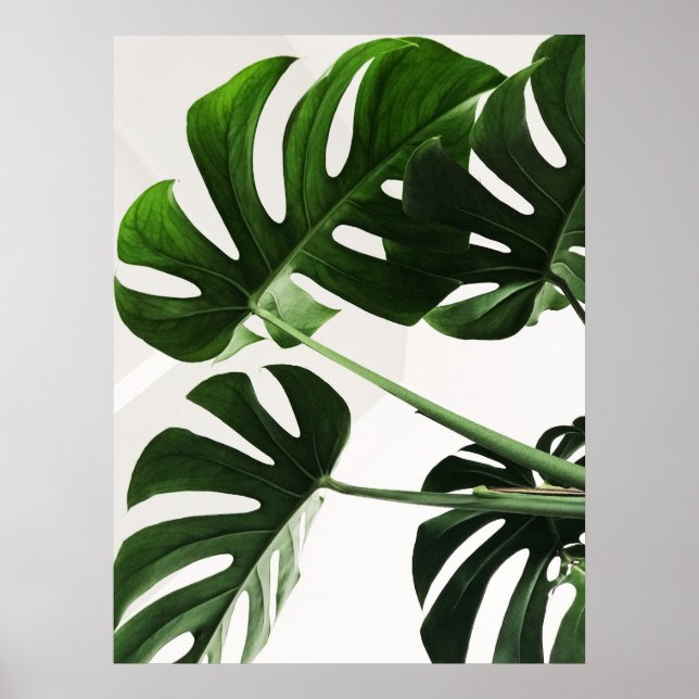 Monstera Poster (Framsidan)