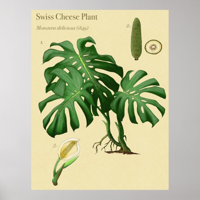 Monstera Swiss Cheese Botanical Poster (Framsidan)