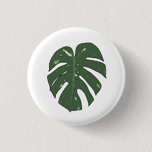 Monstera Thai Constellation Knapp
