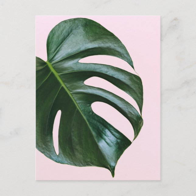 Monstera Tropical Löv Vykort (Framsida)