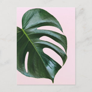 Monstera Tropical Löv Vykort