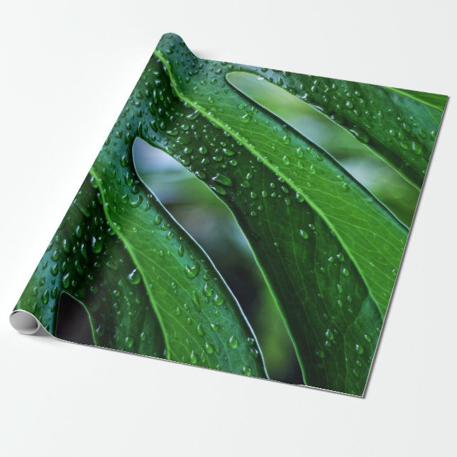 Monstera-växten löv grönt presentpapper (Utrullad)