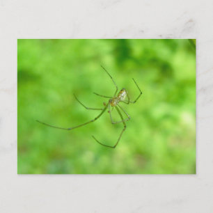 Mönsterat vykort för Orb Weaver Spider Male