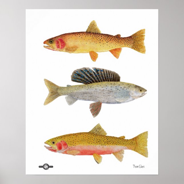 Montana Beauties Poster (Framsidan)