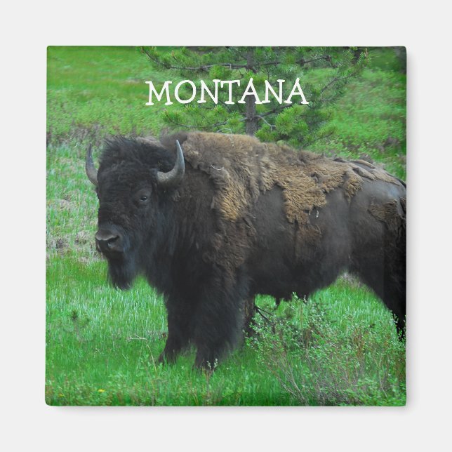 Montana Bison magnet (Framsidan)