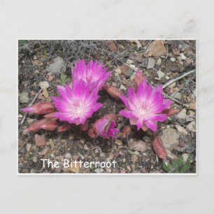 Montana Bitterroot: Guds favoritblomma Vykort