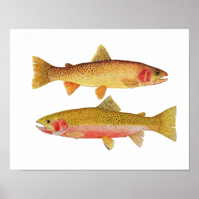 Montana Cuthroats Poster (Framsidan)