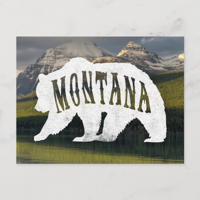 Montana Grizzly Bear-vykort Vykort (Framsida)