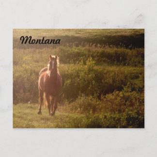 Montana Horse Postcard Vykort