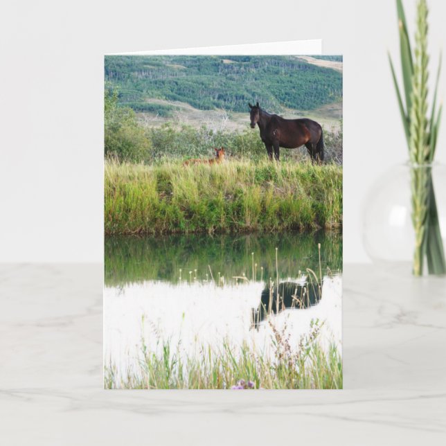 Montana Horses Kort (Framsida)