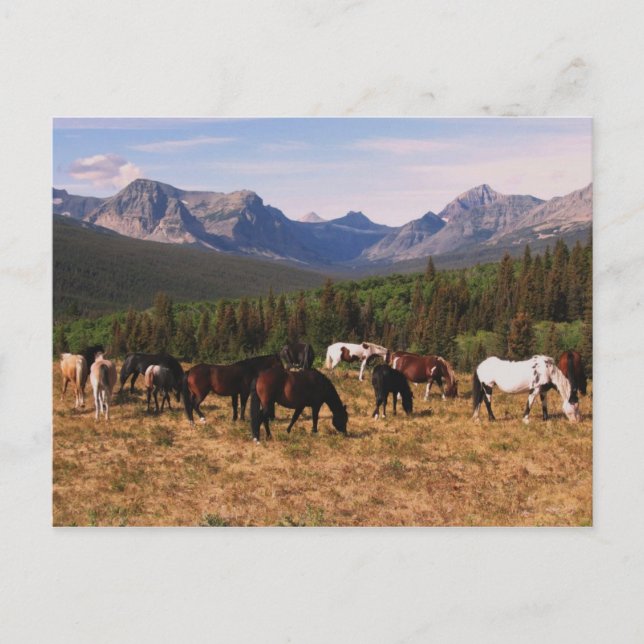 Montana Horses Postcard Vykort (Framsida)