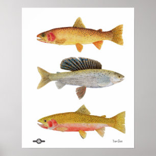 Montana skönhetar poster