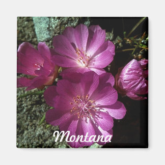 Montana State Flower Bitterroot Magnet