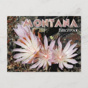 Montana State Flower: Bitterroot Vykort