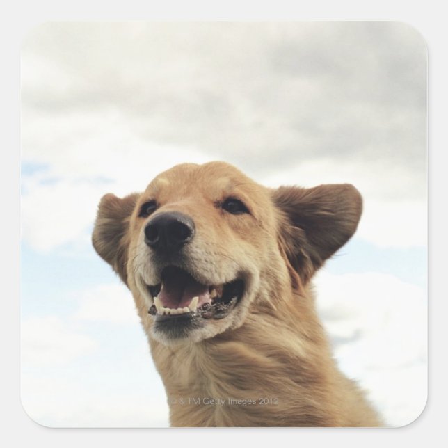 Montana, USA Fyrkantigt Klistermärke (Framsida)