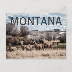 MONTANA VYKORT