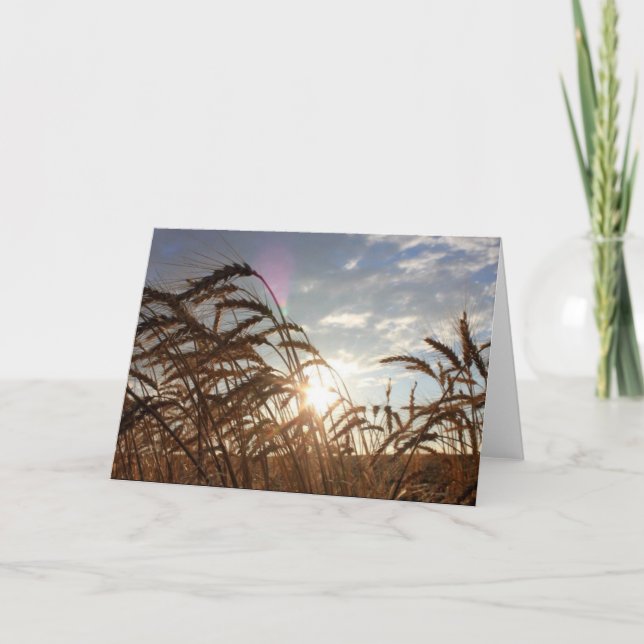 Montana Wheat Kort (Framsida)