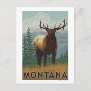 MontanaElk Scen Vykort