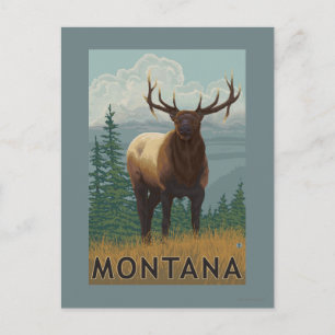 MontanaElk Scene Vykort