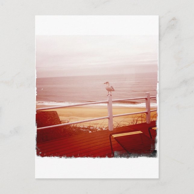 Montauk Fiskmås Kärlek 3.0 Vykort (Framsida)