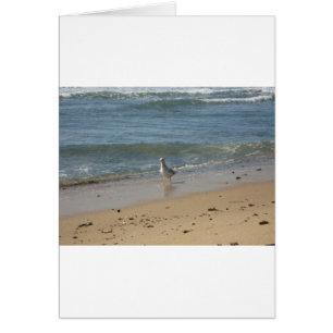 Montauk-stranden fiskmås kärlek hälsningskort