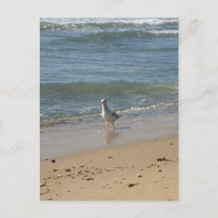 Montauk-stranden fiskmås kärlek vykort